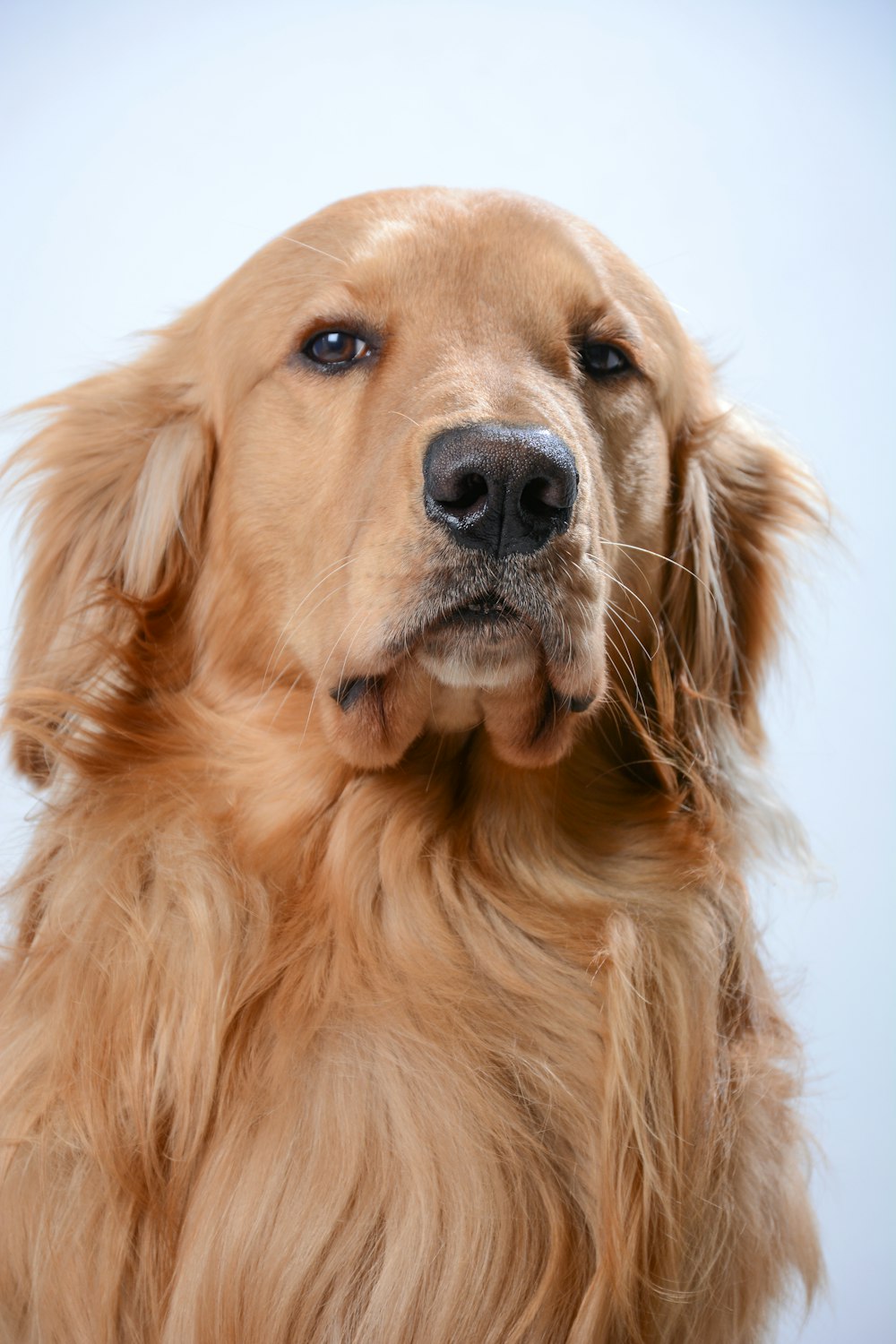 a close up of a dog with a white background