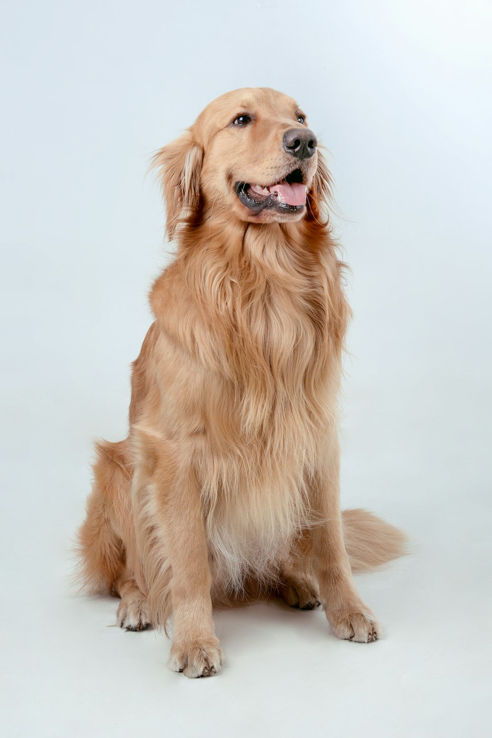 a golden retriever is sitting and smiling for the camera