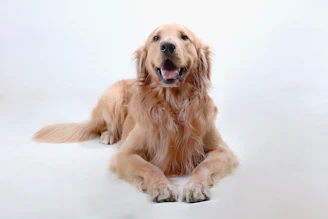 A joyful golden retriever lying on a soft white blanket, looking lovingly at the camera
