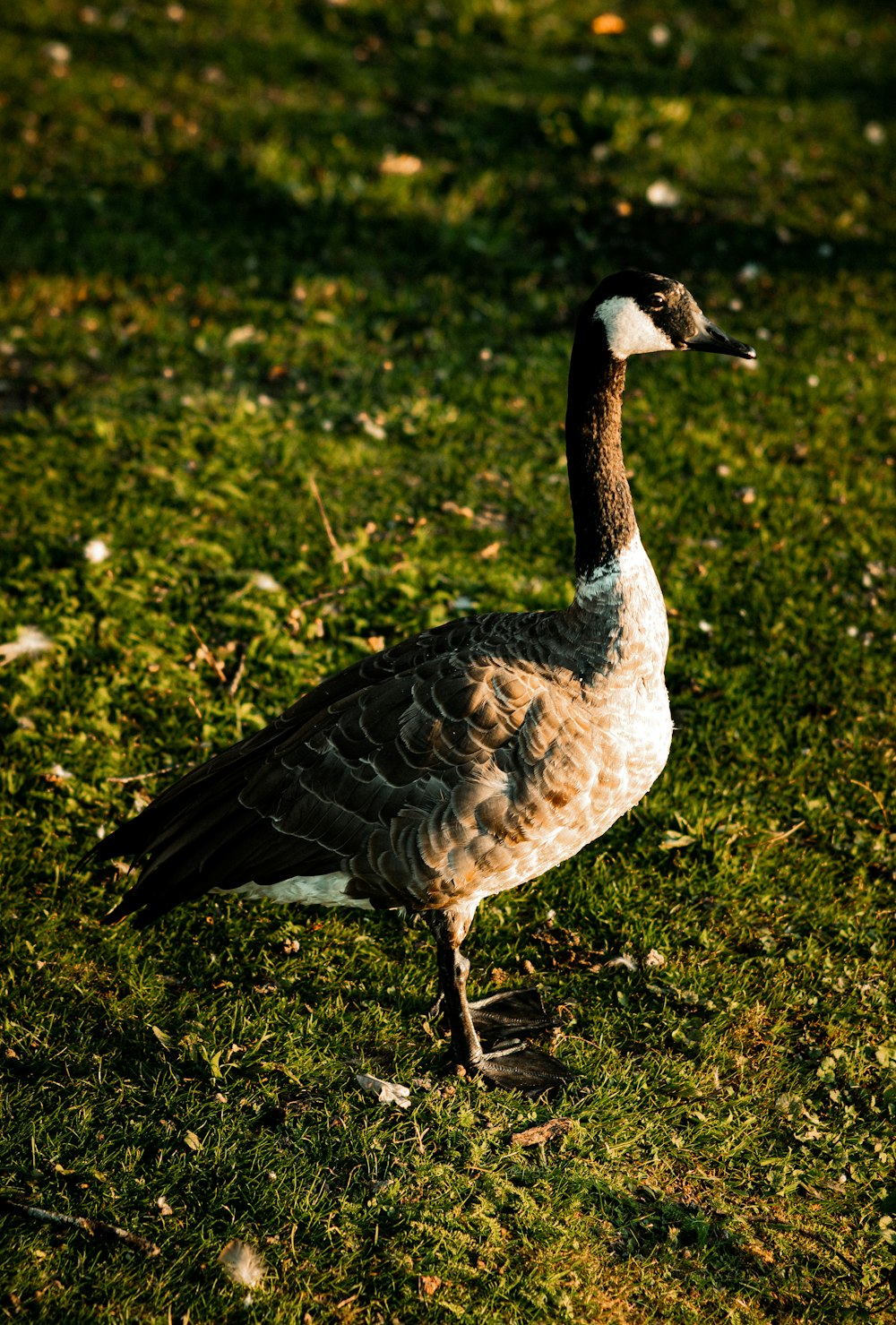 a goose standing in the grass on a sunny day