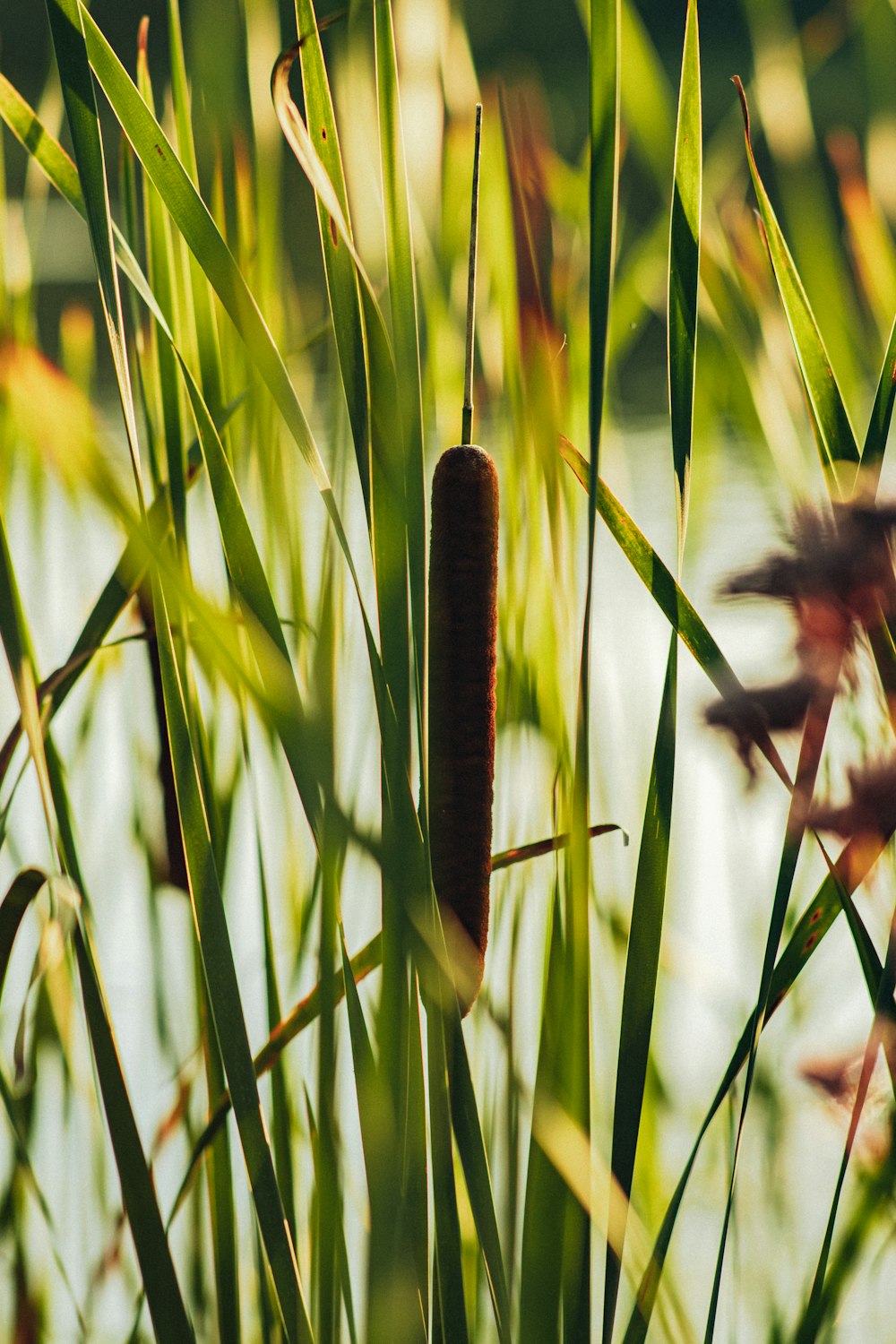 a close up of some grass and water