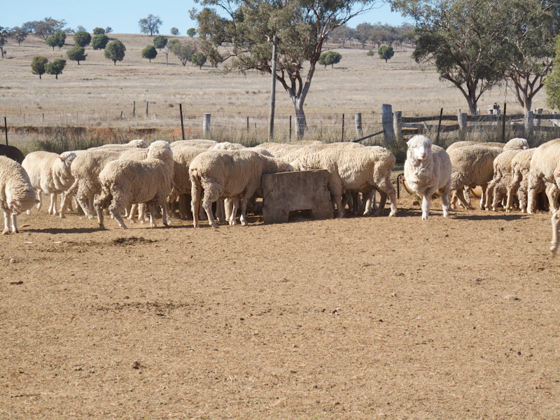 Merino sheep in dry yards with gum trees behind