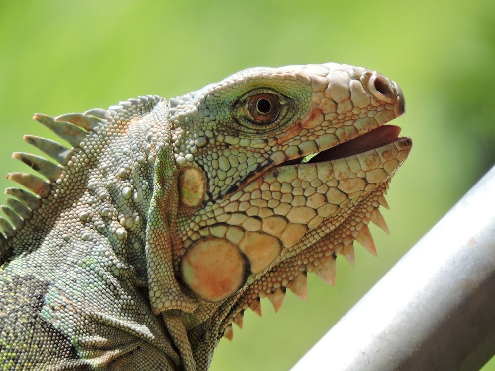 a close up of a large lizard on a fence