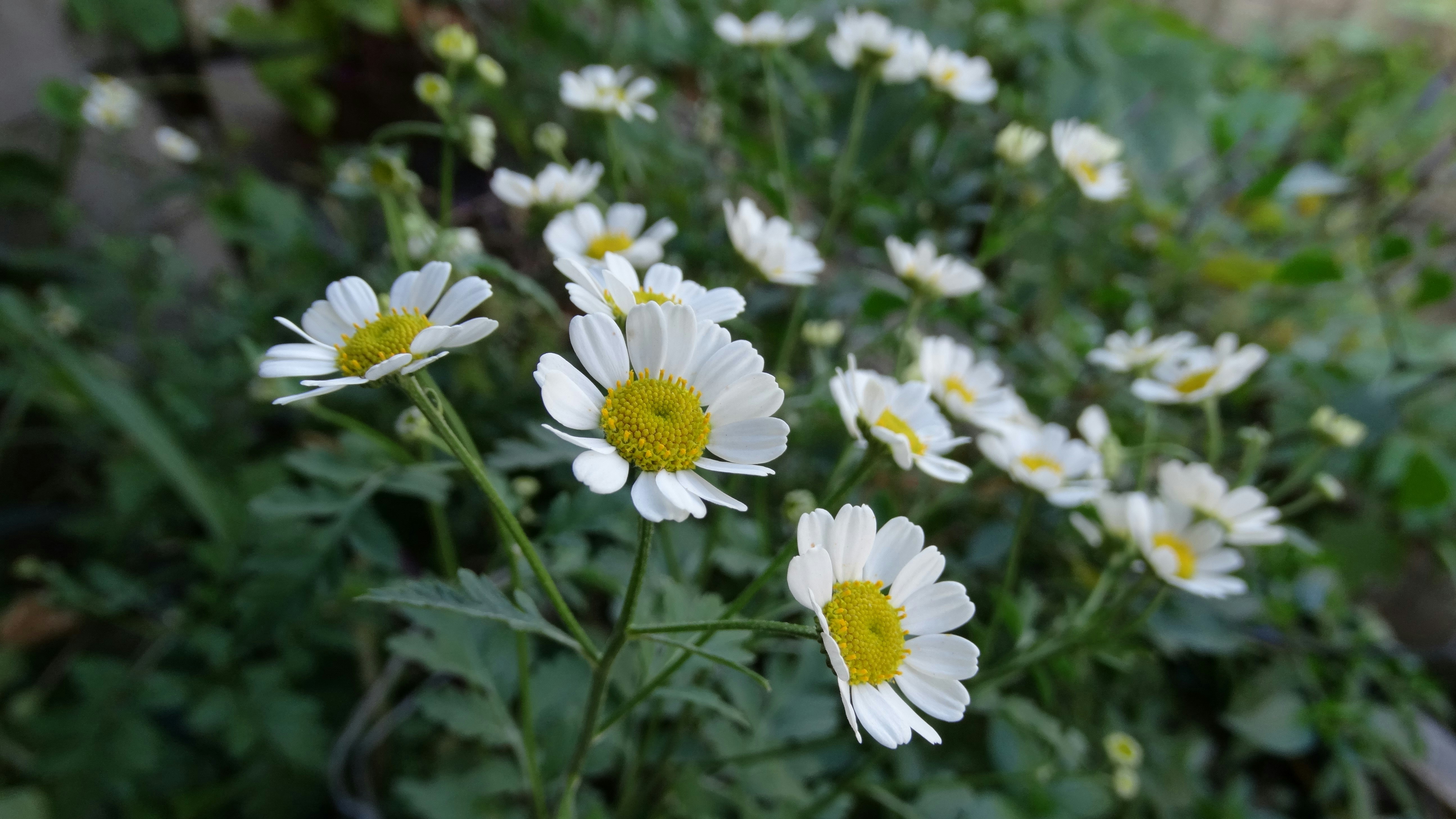 Photo by josedejesus_bobi