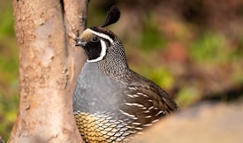 A close-up view of a quail with intricate feather patterns, standing near a tree. The background is softly blurred with earthy tones and hints of greenery.