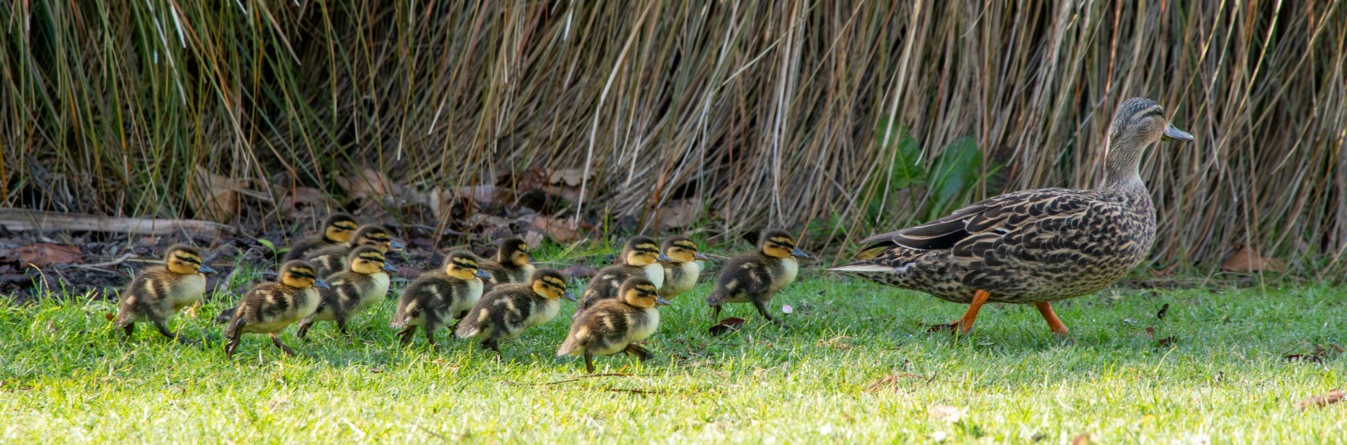 a mother duck with her ducklings in the grass