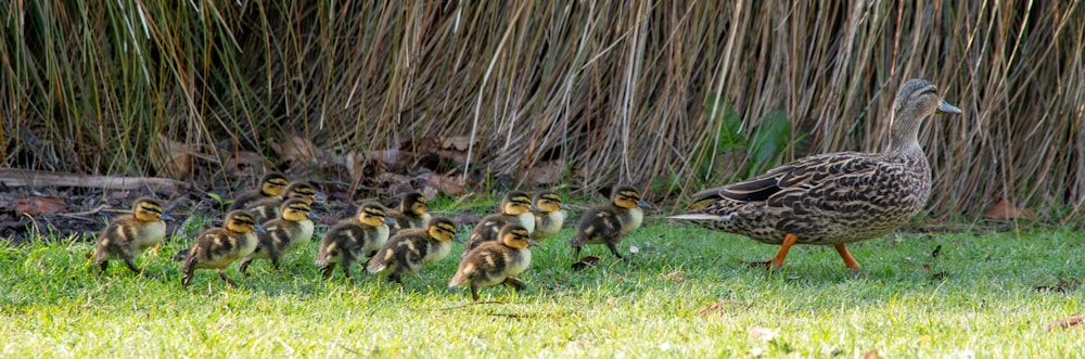 a mother duck with her ducklings in the grass