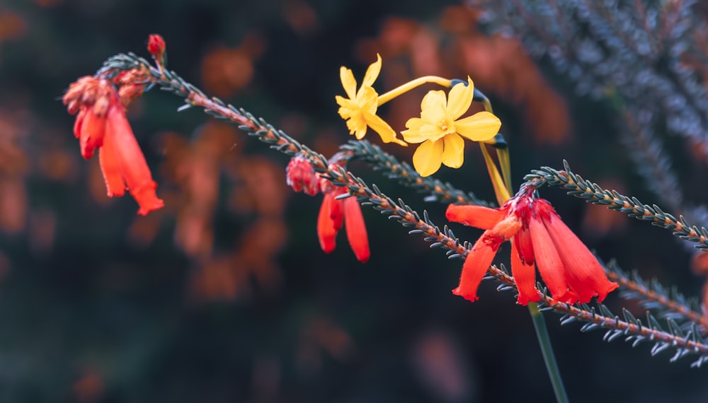 a close up of a flower with a blurry background