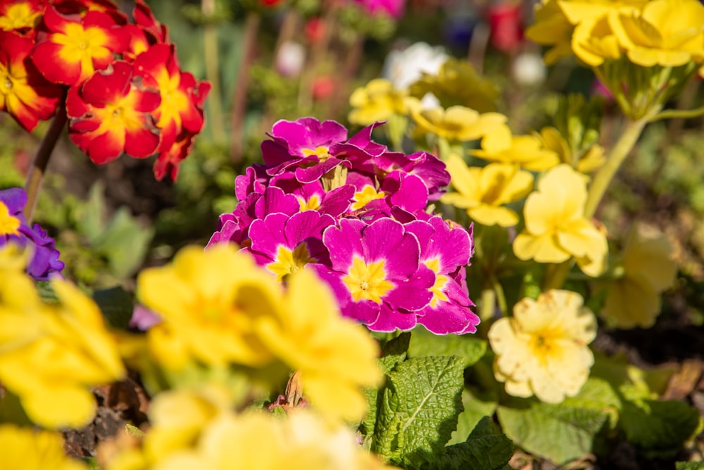 a bunch of flowers that are in the dirt