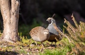 Two quails are positioned on the ground near a tree trunk, surrounded by grassy vegetation. The male quail has a distinct black face with a white outline and a plume on its head, while the female has more subdued brown and tan plumage. The lighting casts soft shadows, highlighting the birds in their natural habitat.