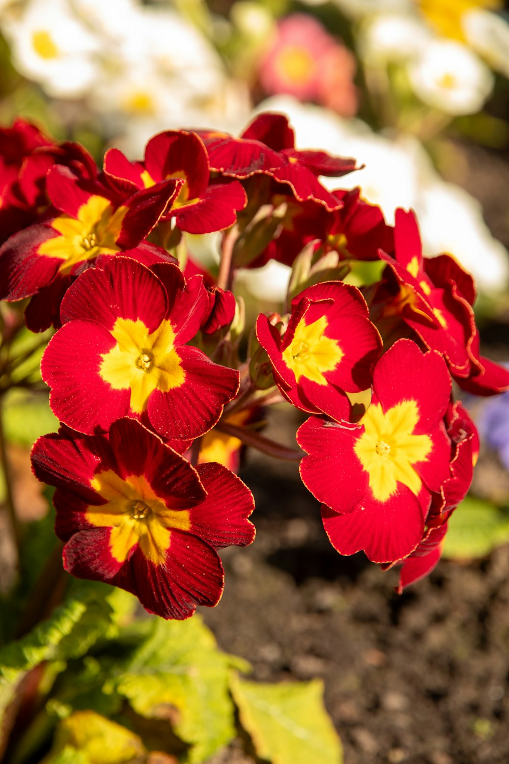 a bunch of red and yellow flowers in a garden