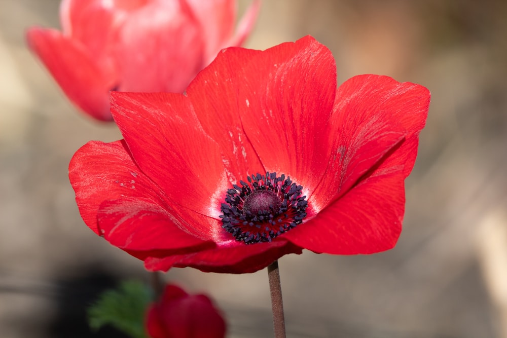 a close up of a red flower with a blurry background