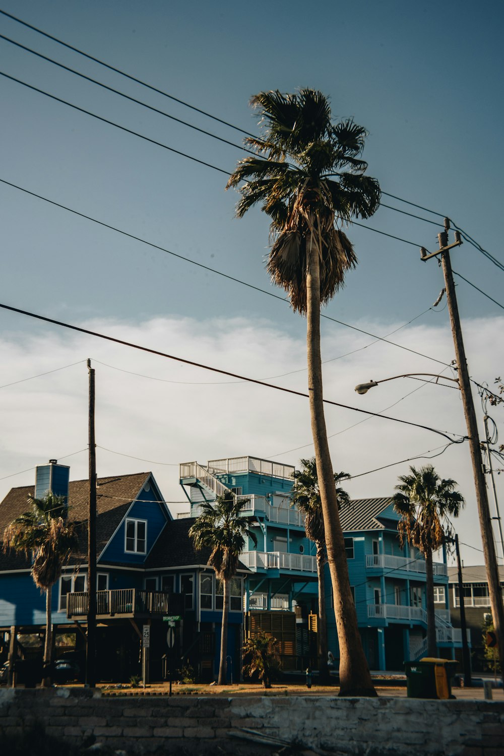 a palm tree in front of a blue house