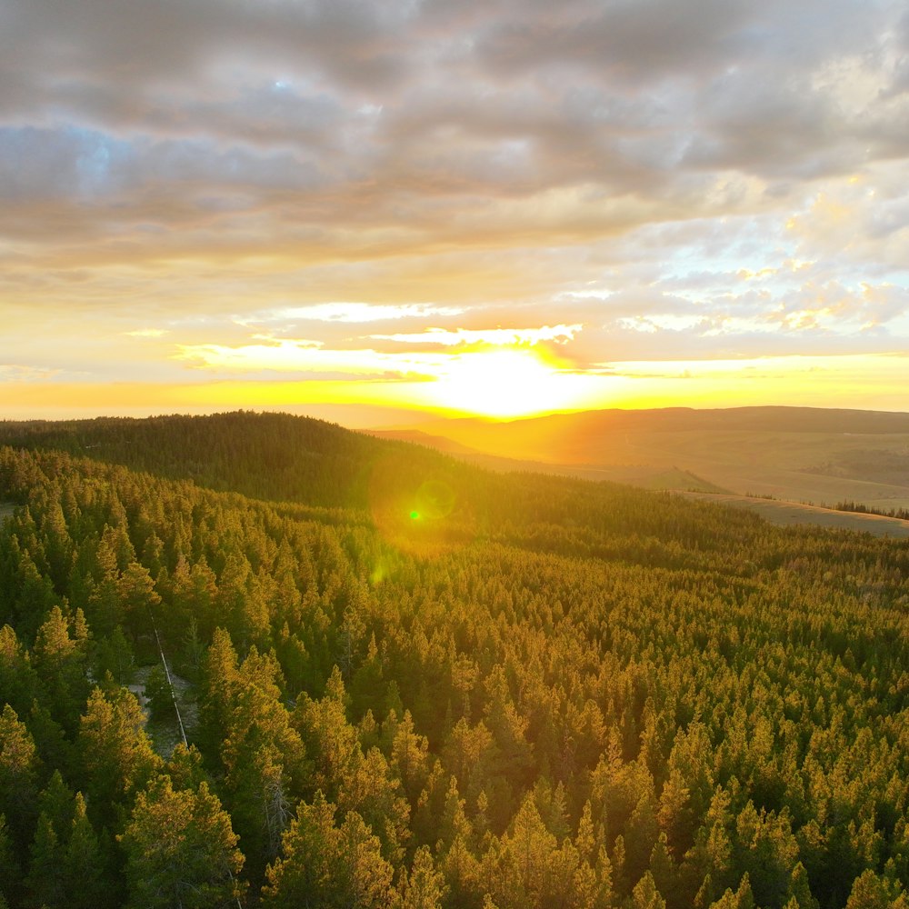 the sun is setting over the trees in the forest