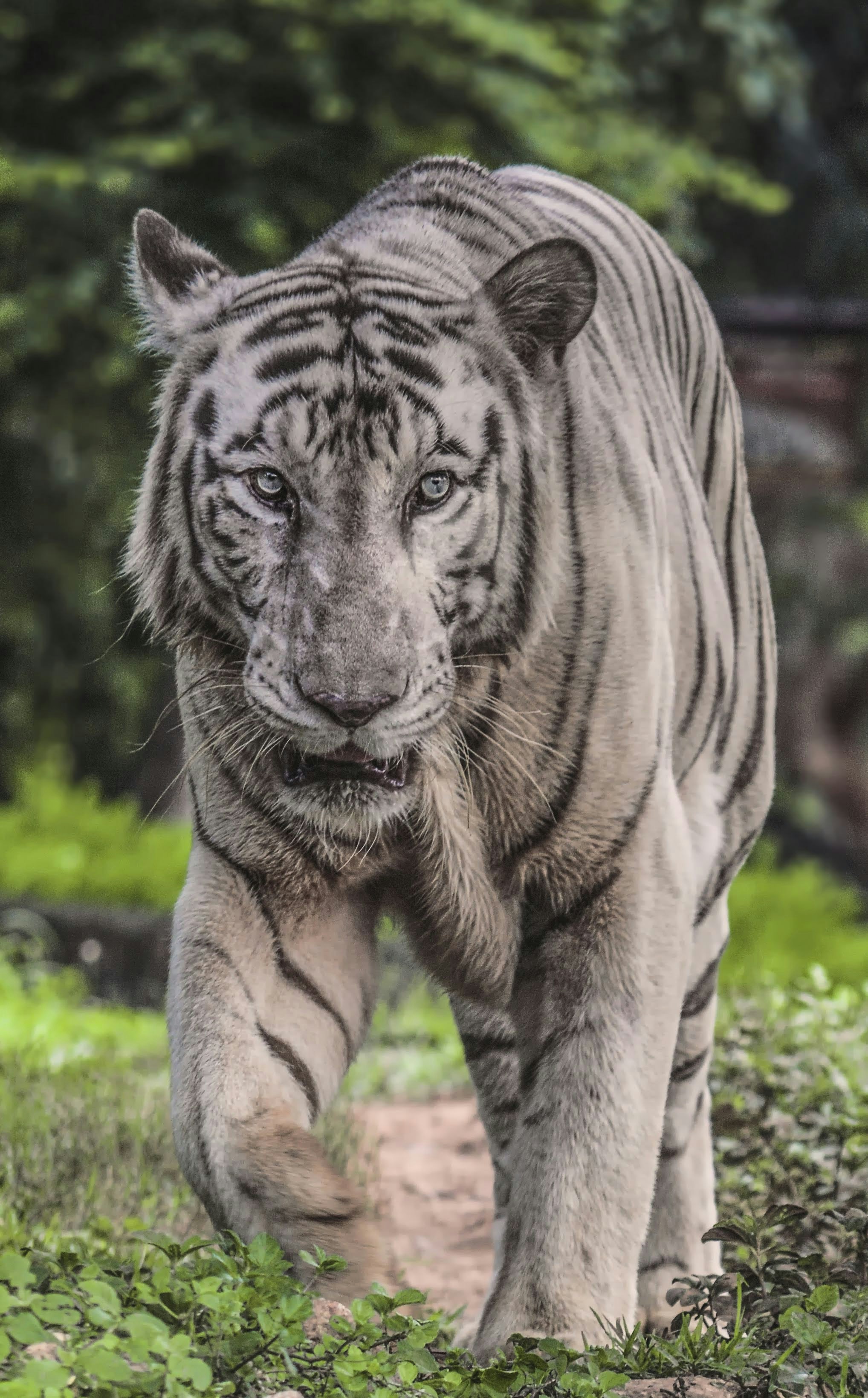 The Majestic Tiger: A Vanishing Shadow (image credits: unsplash)