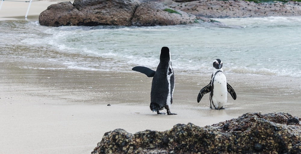 a couple of penguins standing on top of a sandy beach