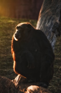 a calm aftermath showing chimps behaving under ghop dev's watchful eye