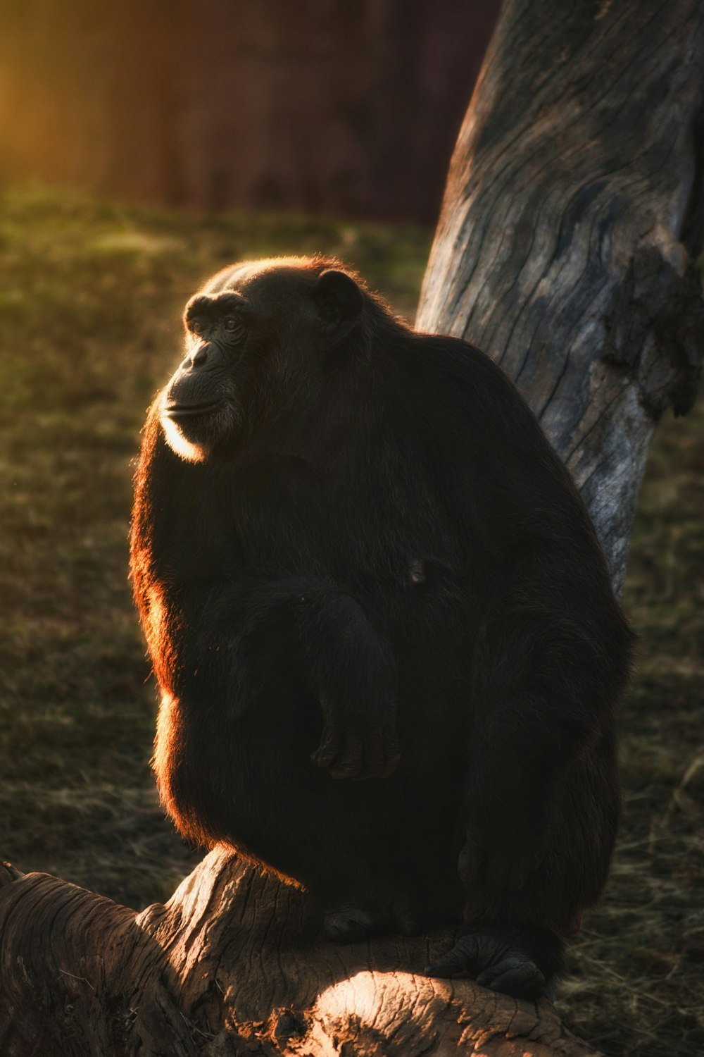 a monkey sitting on top of a tree branch