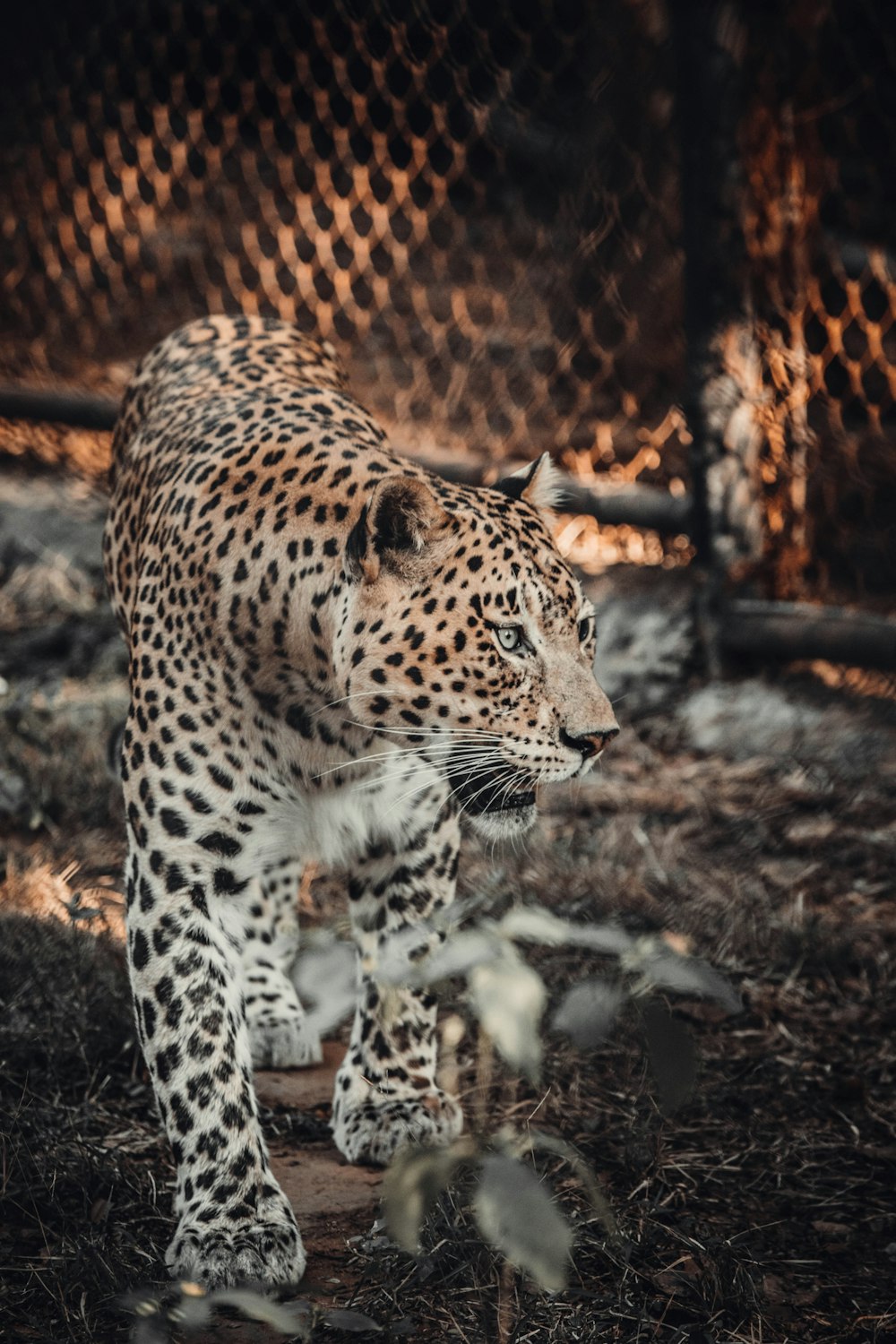 a large leopard walking across a grass covered field