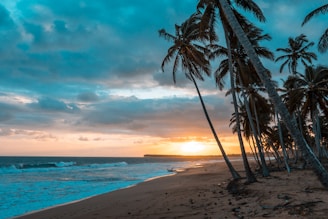 Sunset over a sandy beach with palm trees swaying gently in the breeze