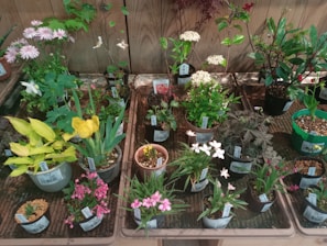 A variety of potted plants are arranged on a wooden surface. The plants display different types of foliage and flowers, including yellow tulips, pink daisies, and other colorful blossoms. Each pot is labeled with plant information, and the background consists of a wooden fence.