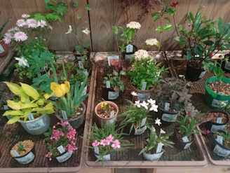 A variety of potted plants are arranged on a wooden surface. The plants display different types of foliage and flowers, including yellow tulips, pink daisies, and other colorful blossoms. Each pot is labeled with plant information, and the background consists of a wooden fence.