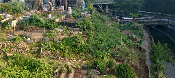 A lush, terraced garden filled with various plants and greenery, set against an urban backdrop. The garden is organized with different plants growing in beds separated by concrete barriers. There are some structures and containers, likely used for storage or additional planting. The area is surrounded by pathways, with a bridge and trees in the background, indicating an urban setting with nature integrated.