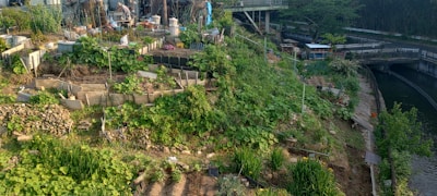 A lush, terraced garden filled with various plants and greenery, set against an urban backdrop. The garden is organized with different plants growing in beds separated by concrete barriers. There are some structures and containers, likely used for storage or additional planting. The area is surrounded by pathways, with a bridge and trees in the background, indicating an urban setting with nature integrated.