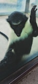 A monkey with a black face and white fur around its neck and chest is pressing its face and hand against a glass surface. The monkey appears to be inside an enclosure with the background showing a blurred view of the outdoors.