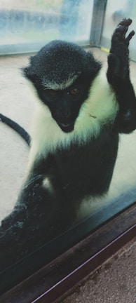 A monkey with a black face and white fur around its neck and chest is pressing its face and hand against a glass surface. The monkey appears to be inside an enclosure with the background showing a blurred view of the outdoors.