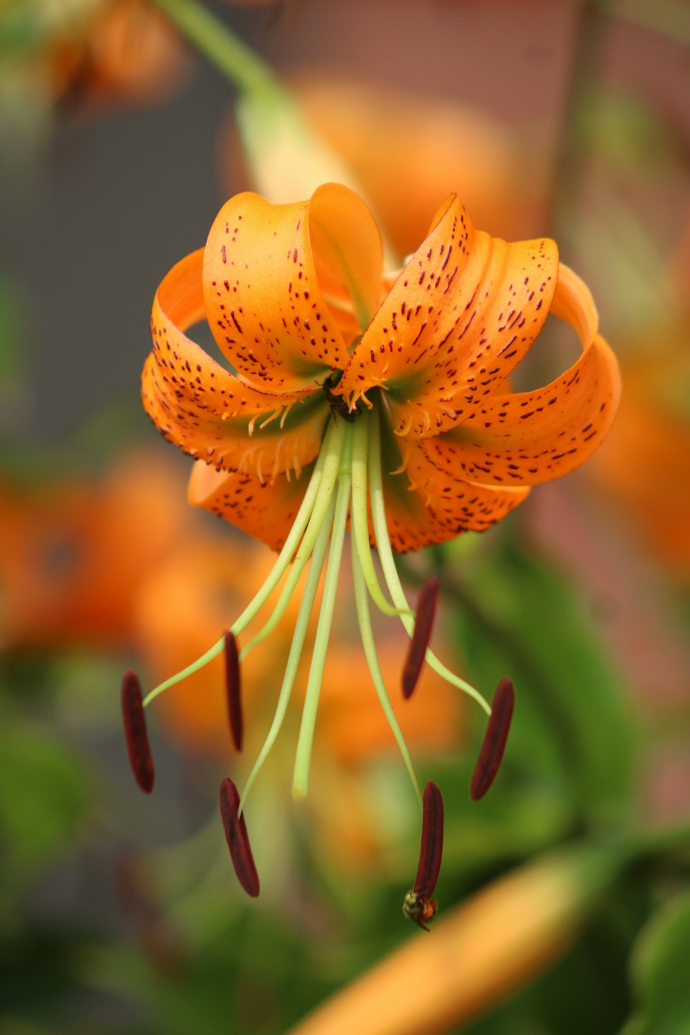 a close up of an orange flower with a blurry background