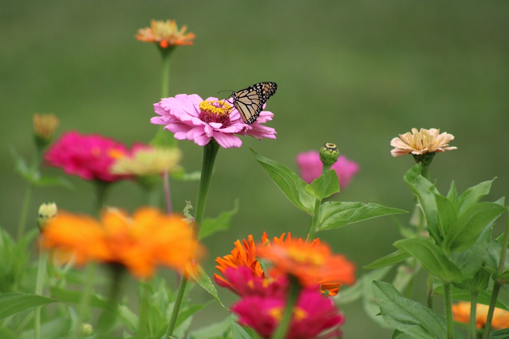 a butterfly sitting on top of a pink flower