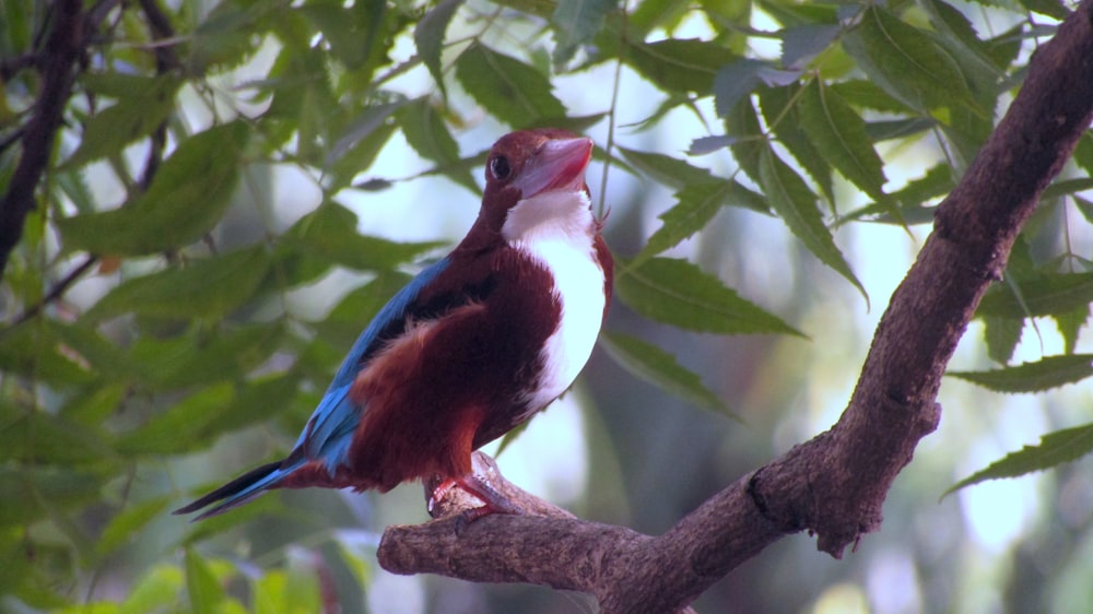 a colorful bird sitting on a branch of a tree