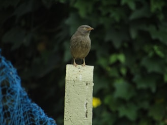 A small brown bird is perched on a concrete post, surrounded by dense green foliage. To the left, there is a blue netting partially visible.