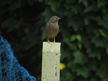 A small brown bird is perched on a concrete post, surrounded by dense green foliage. To the left, there is a blue netting partially visible.