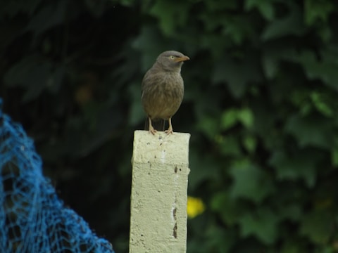 A small brown bird is perched on a concrete post, surrounded by dense green foliage. To the left, there is a blue netting partially visible.