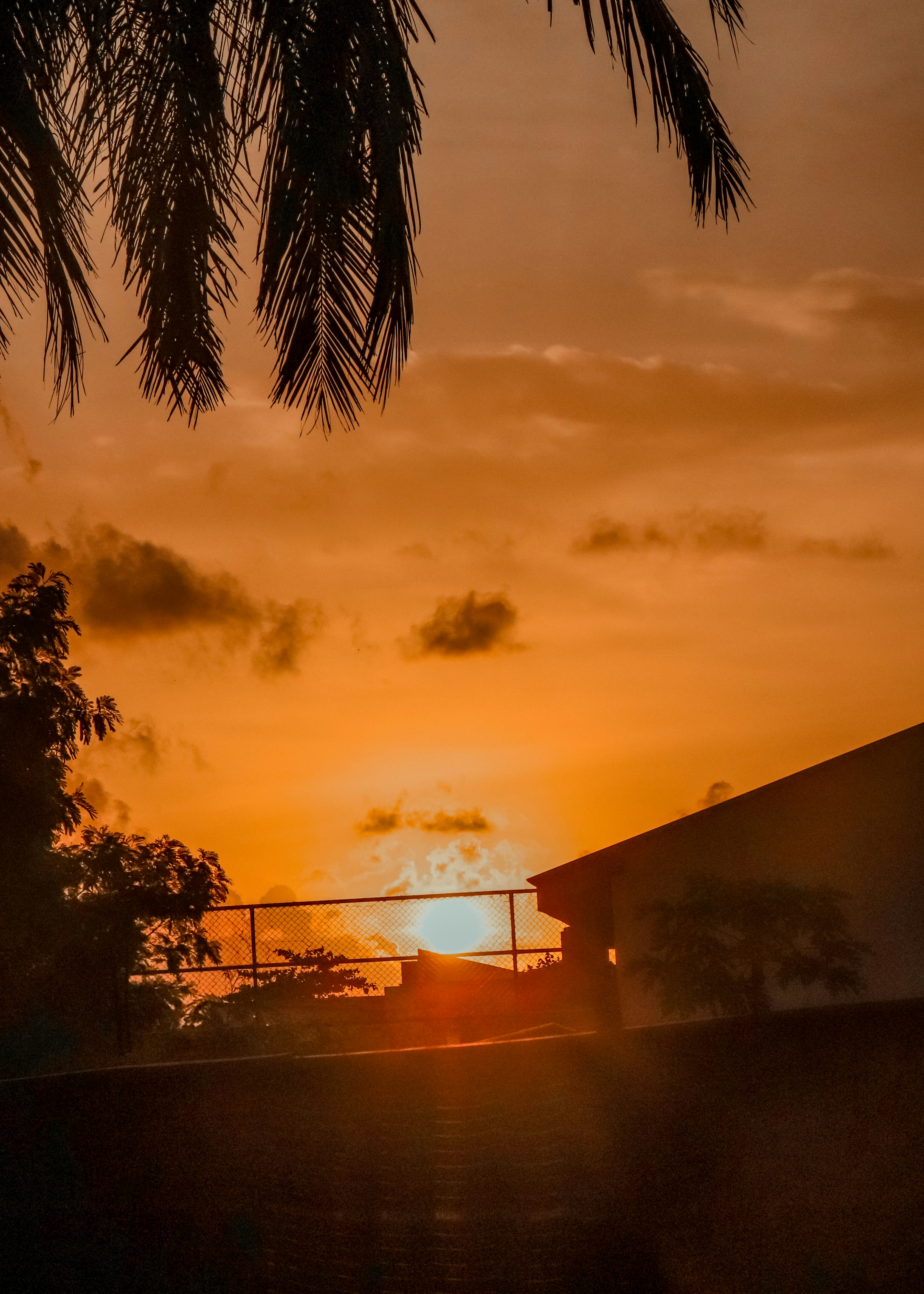 the sun is setting behind a palm tree