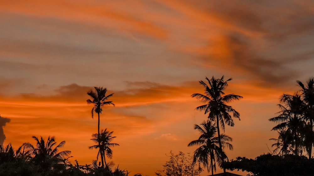 a sunset with palm trees in the foreground