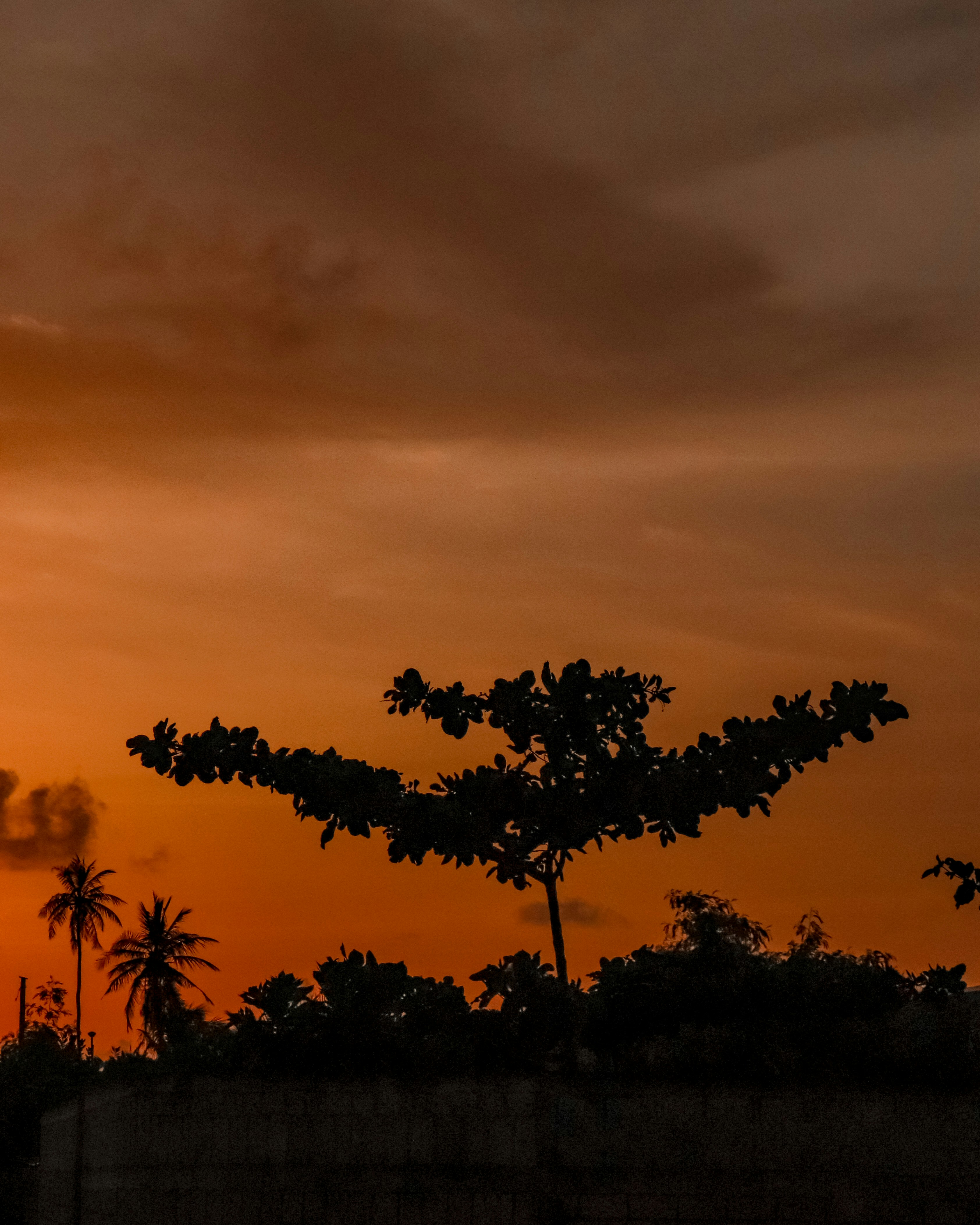 the sun is setting behind a tree and some clouds