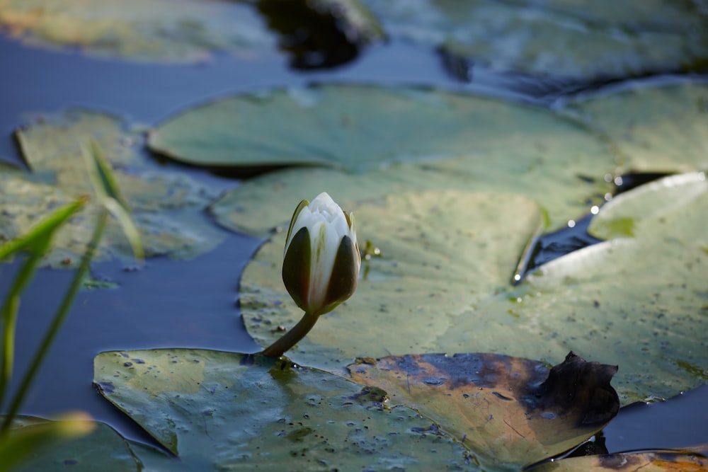 a flower that is sitting in the water