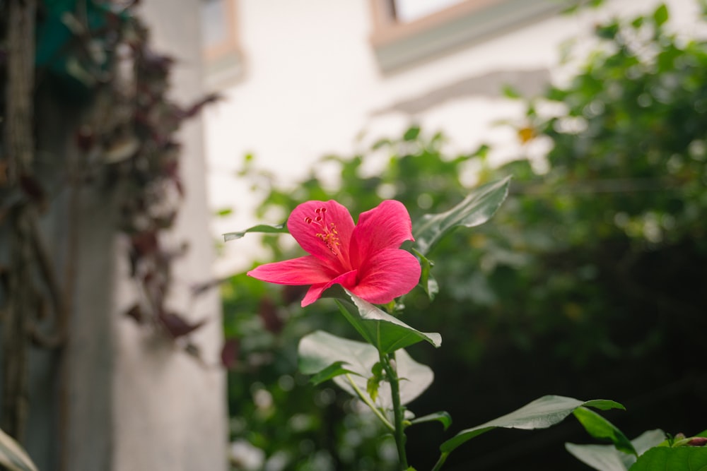 Una flor rosa frente a una casa
