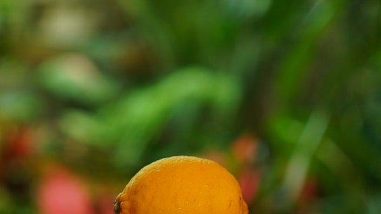 A close-up of a lemon with a vibrant green blurred background, giving a fresh and natural feel.