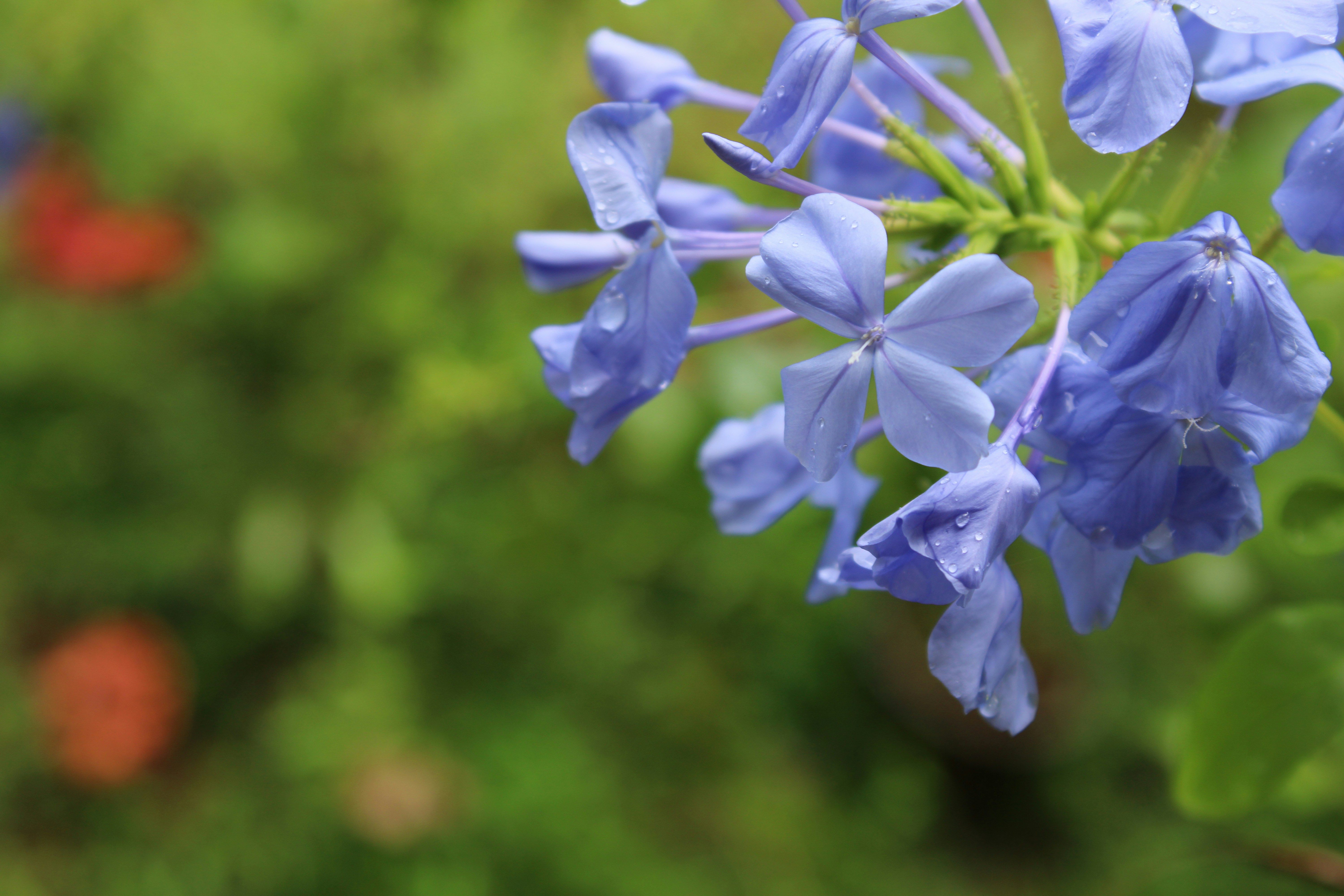 Photo by dilani_wicky