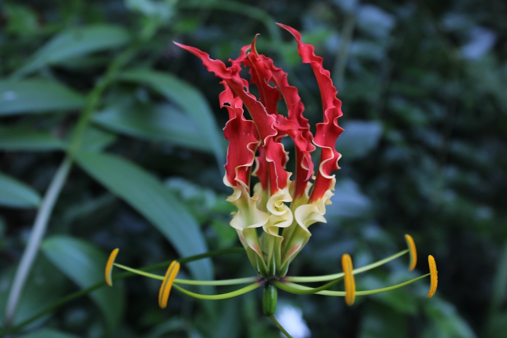 a red and yellow flower with yellow tips
