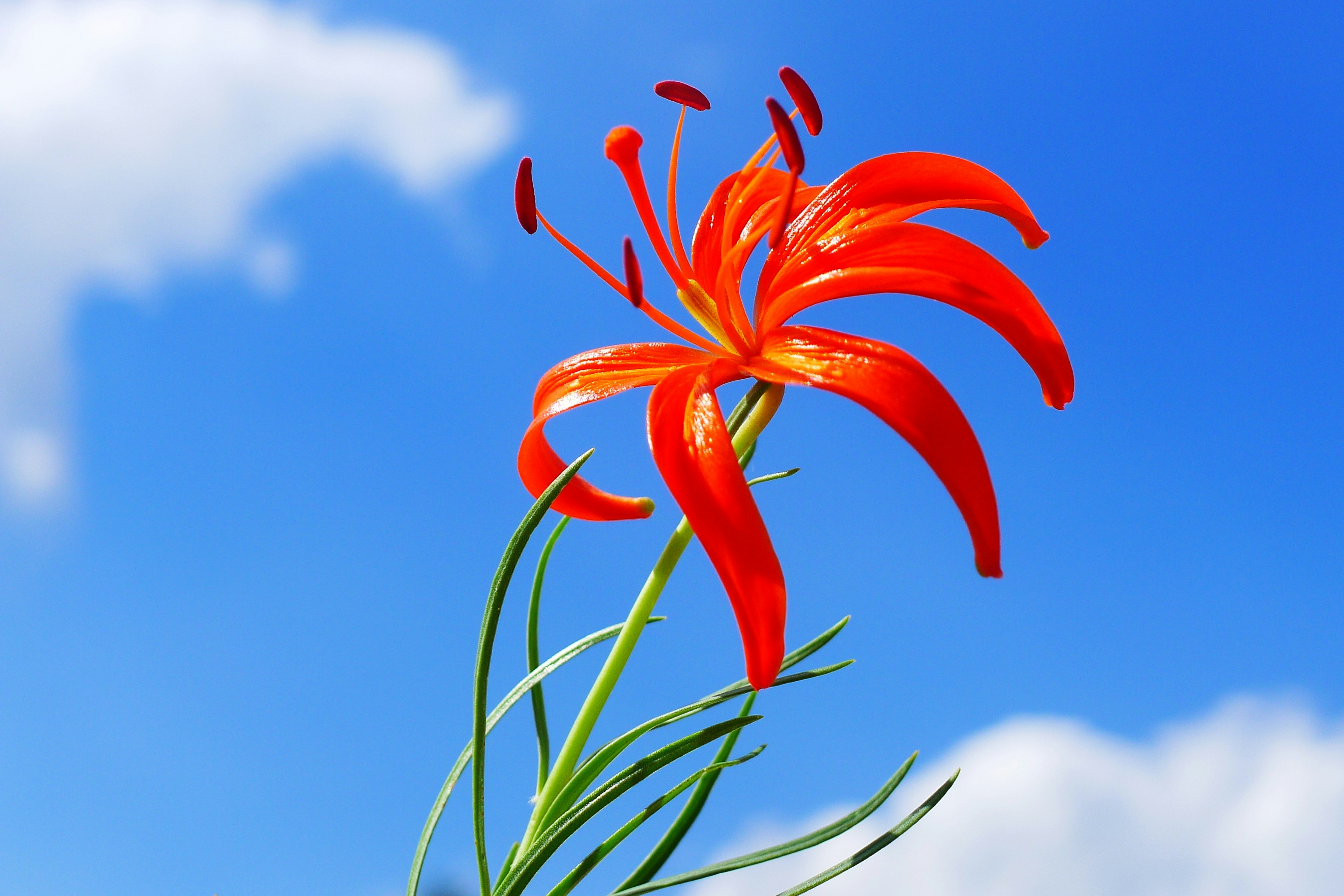 a red flower with a blue sky in the background