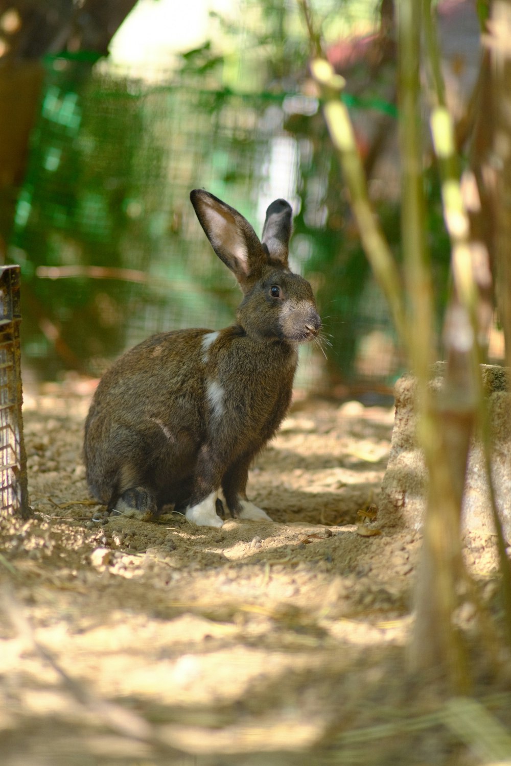 a rabbit sitting in the dirt next to a fence