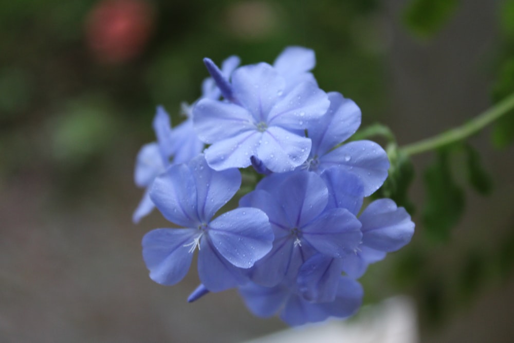 a close up of a blue flower in a vase
