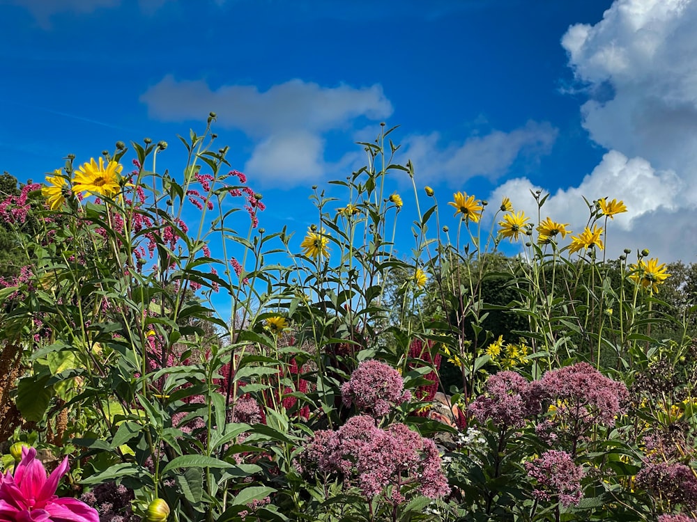 a bunch of flowers that are in the grass