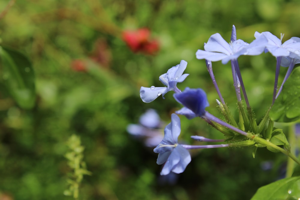 a close up of some blue flowers in a field