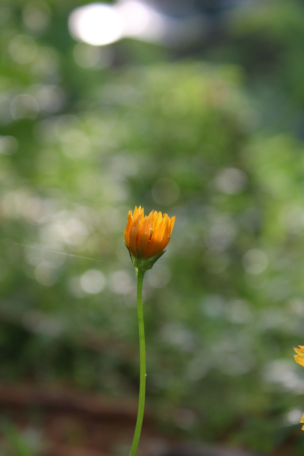 a yellow flower with a blurry background